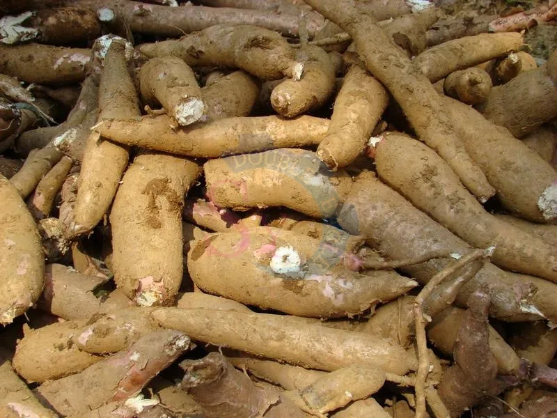 آلة صنع نشا التابيوكا الأوتوماتيكية التجارية بسعر الجملة/خط نشا البطاطس/معدات معالجة نشا الكسافا