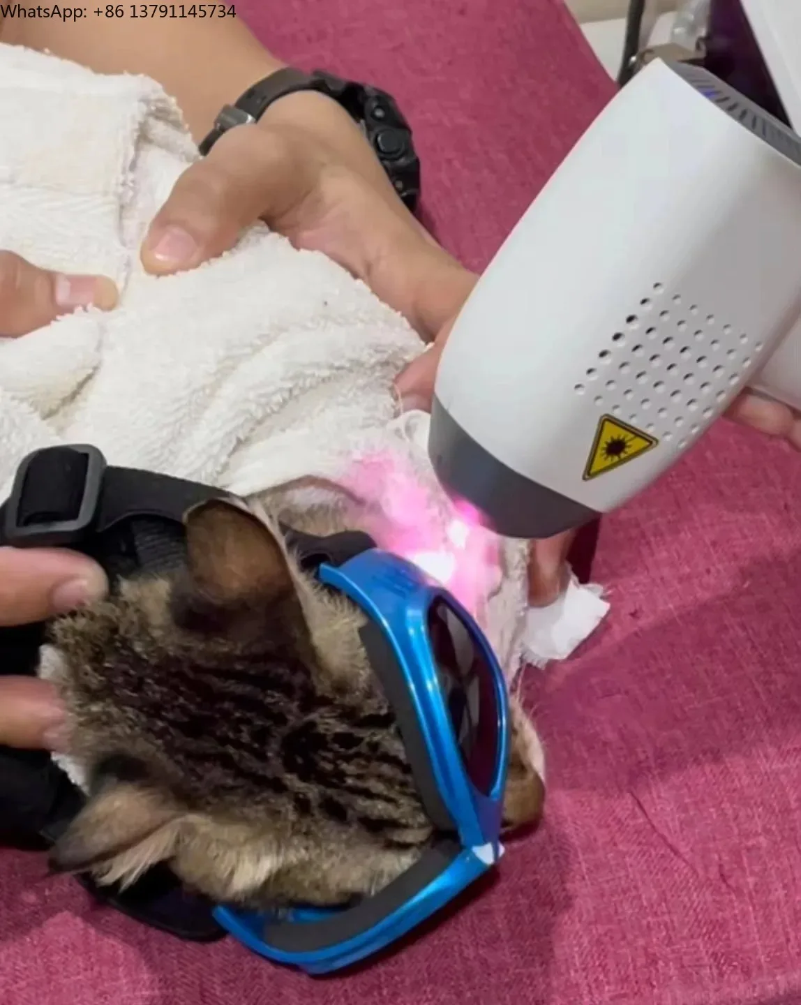 

Cold Laser High Power Class IV Therapy Laser for Pain Relief and Healing in Pets and Larger Animals