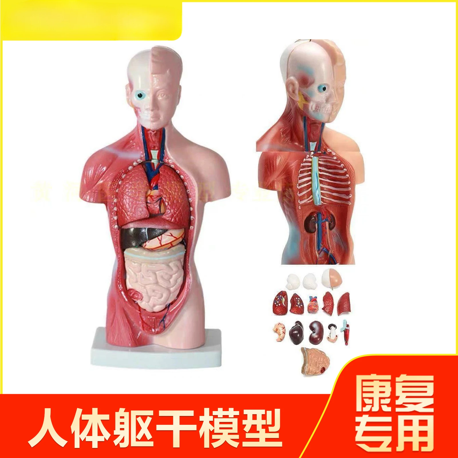 

Human anatomy model, human structure, heart, visceral brain, model, medical teaching organ