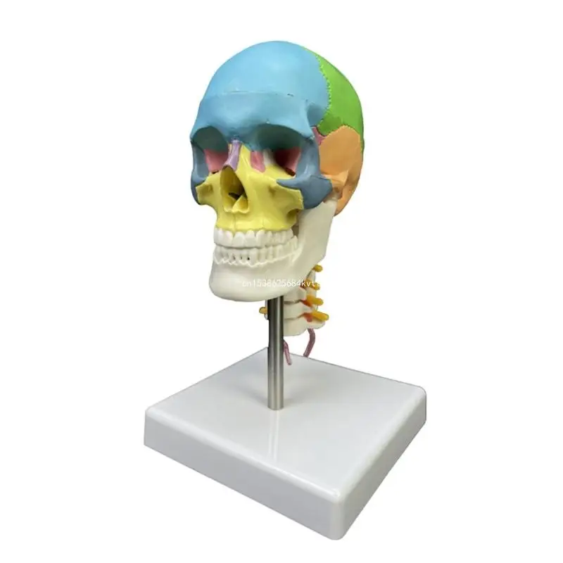 

Human Head Skull with Cervical Vertebra Anatomical Model Medical Supplies Dropship