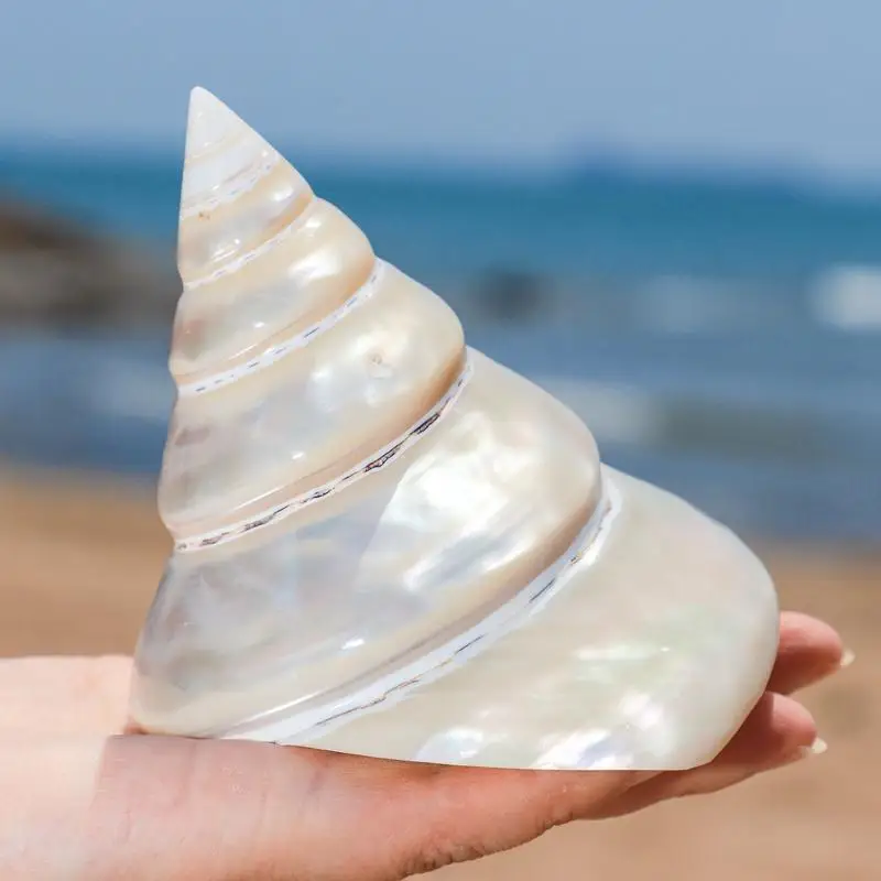 1 Stück Natürliche Weiße Muschel, Turridae-Schneckenexemplar für Aquarium-Dekoration, Geschenk, Heim-Ornament und Sammlerstück