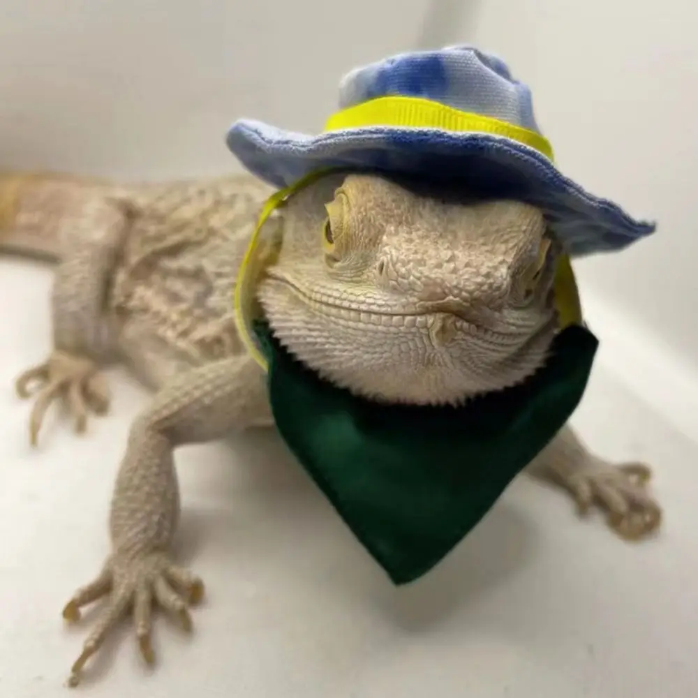 Bearded Dragon Cowboy Hat Adjustable Removable Bib Stylish Multifunction Halloween Soft Reptile Bib for Small Animals