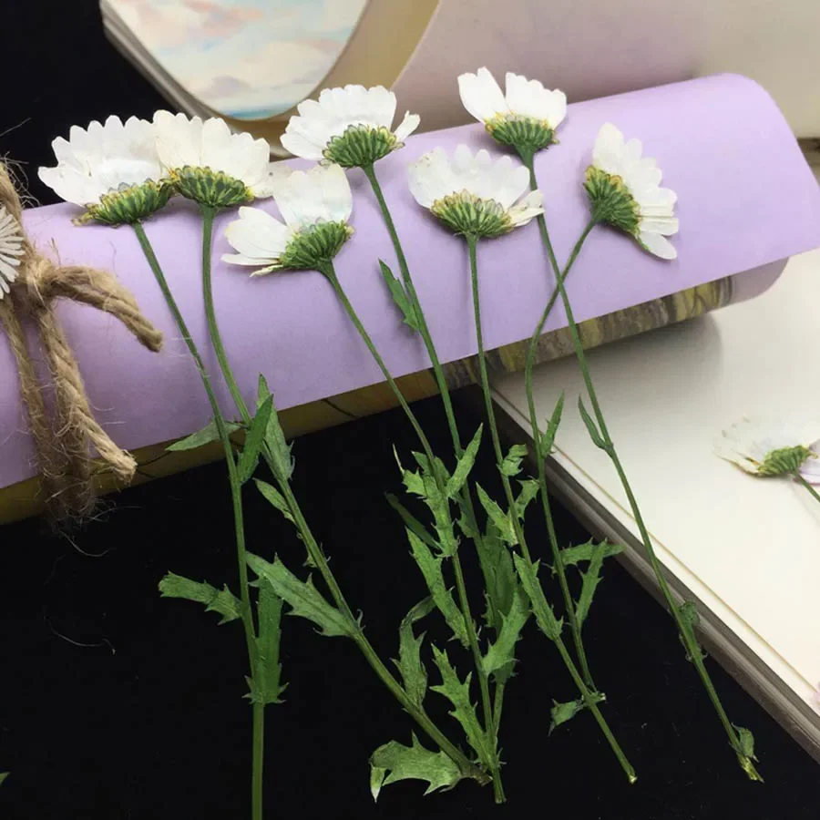 250pcs Side Pressed Dried Chrysanthemum Paludosum Flower Plants Herbarium For Jewelry Bookmark Phone Case Candle Art DIY