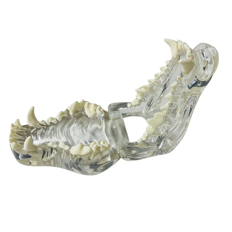 Transparent Canine Teeth Anatomical Model  Animals Oral Tooth Jaw For Veterinary Educational Tool