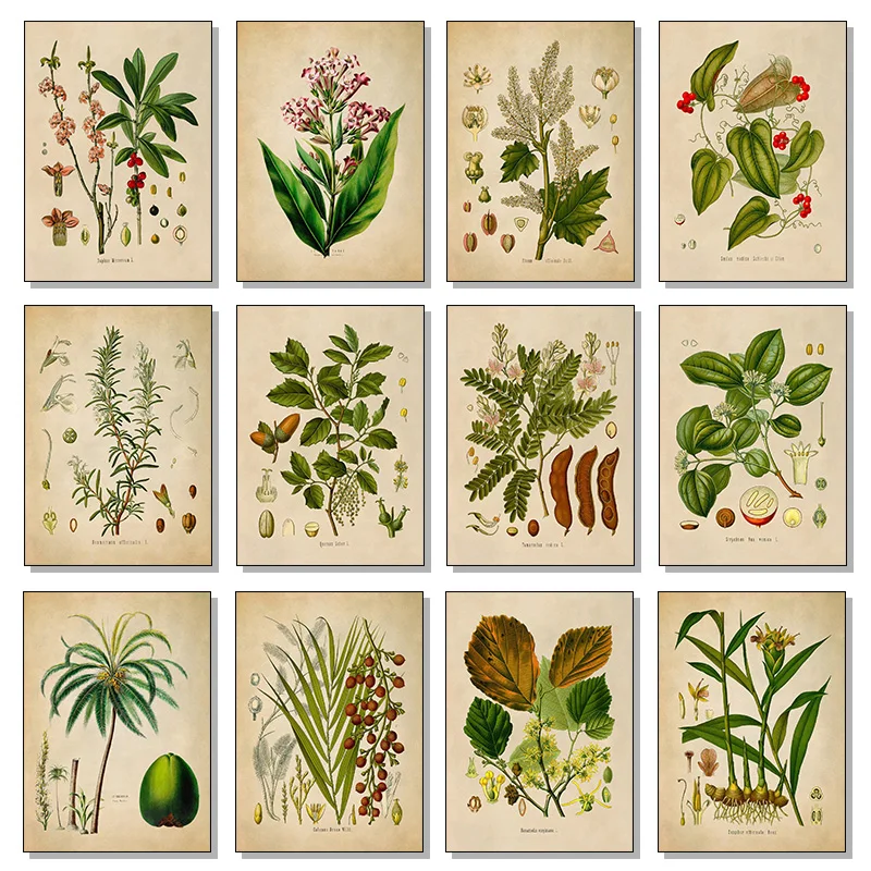 Póster con ilustración botánica de estilo vintage de Witch Hazel Tamarind Tree Coltsfoot, pintura en lienzo, arte de pared, imágenes HD, decoración del hogar