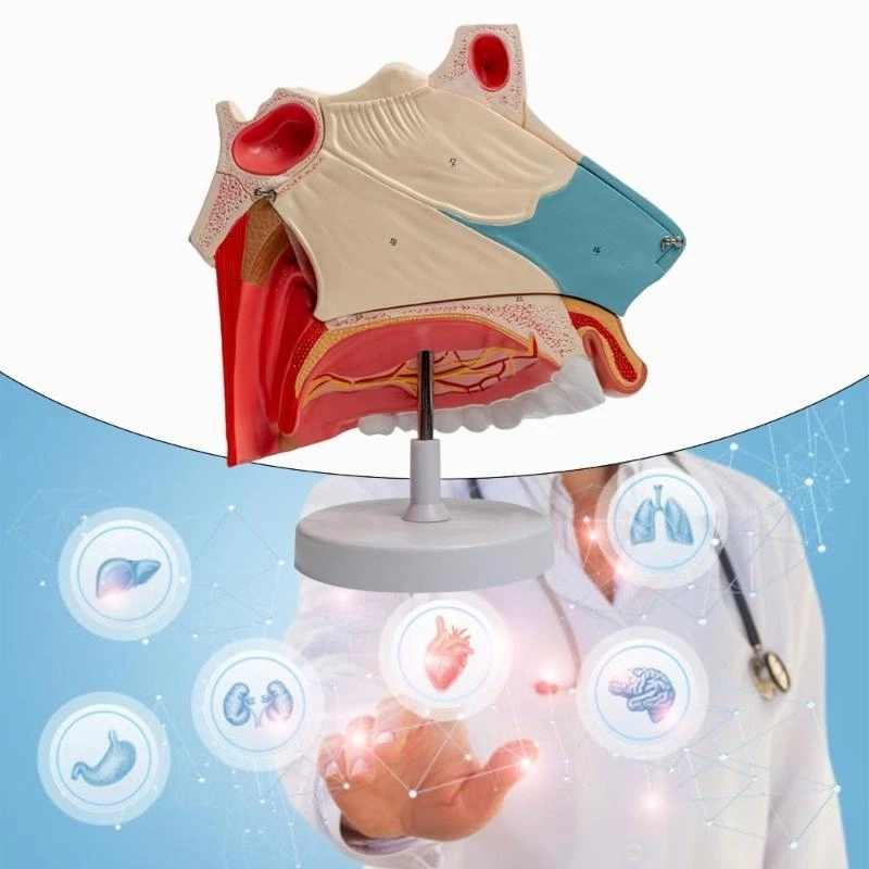 W89C 탈착식 부품을 가진 3 배의 수명 크기 해부학적 비강 모델