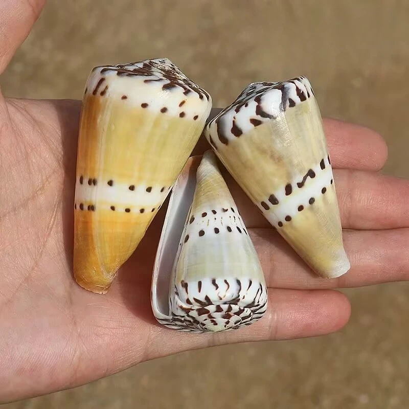 

New Natural Conch Shell Weasel Specimen Collection Fish Tank Landscaping Decoration Wedding Platform Ornament Rare High Quality