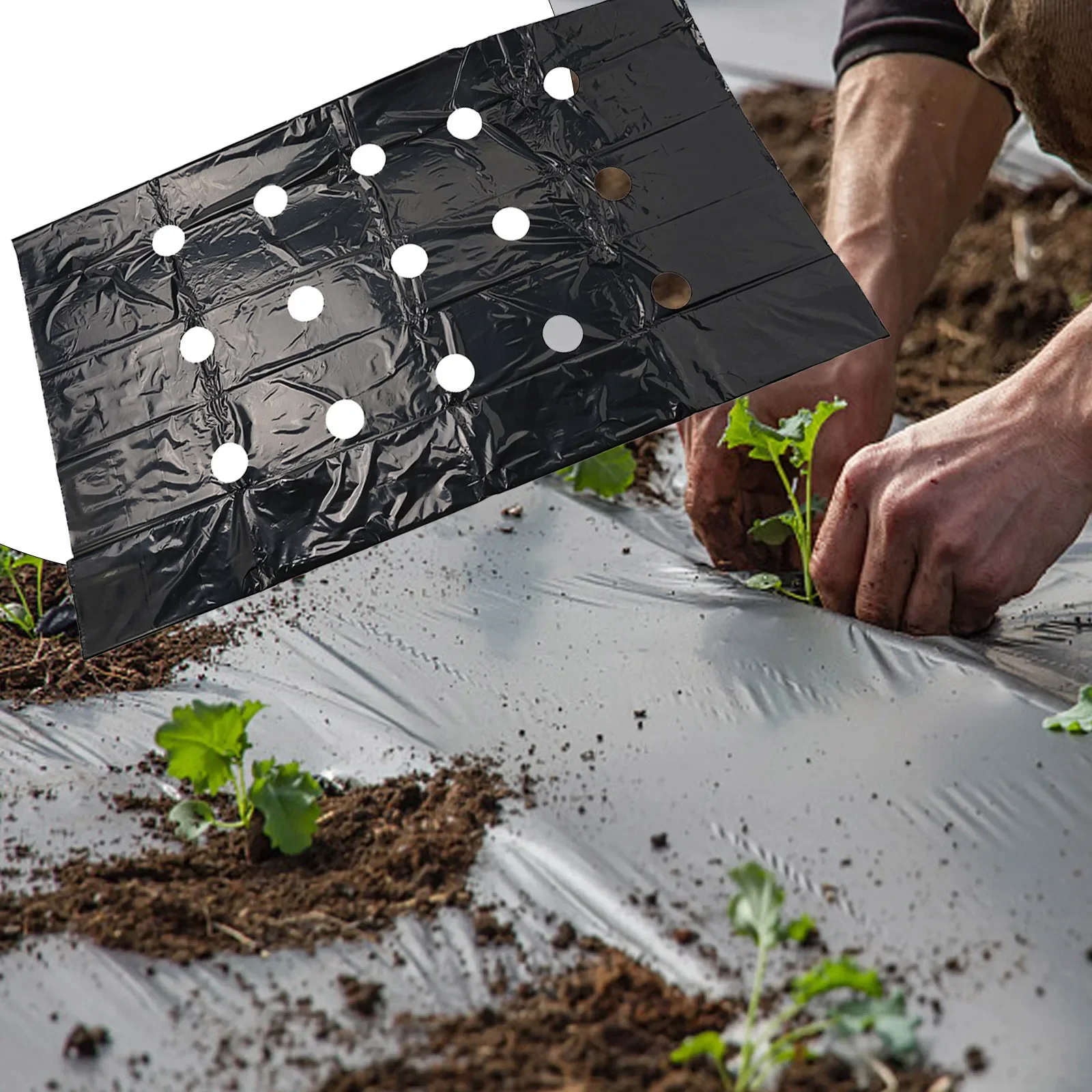 Agricultural Gardening Solution Perforated Mulching Film Measuring At A Practical Size Of Length 10M & Width 95cm