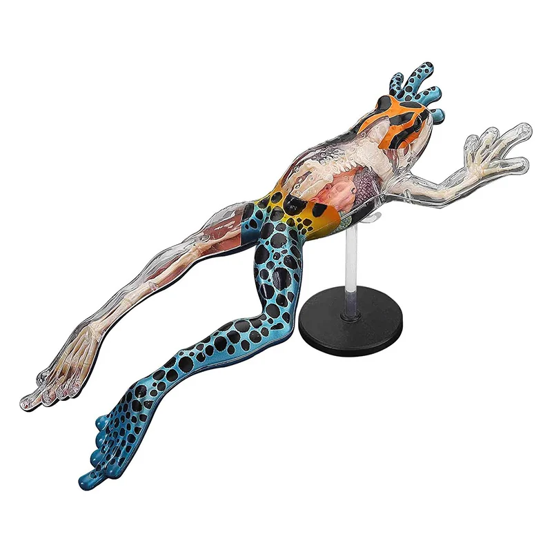 modelo-de-anatomia-de-rana-de-vision-4d-modelo-de-animales-de-reptil-de-rana-de-simulacion-con-organos-y-cuerpo-totalmente-desmontables-27-piezas