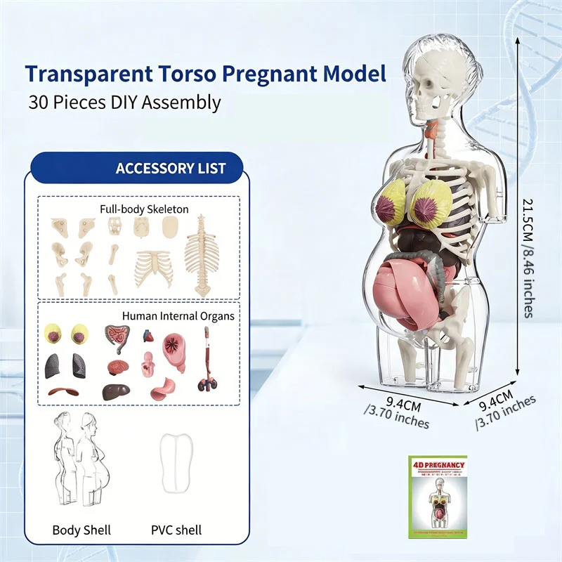 4D Human Body Transparents Pregnancy Anatomy Torso Model Human Organs Assemble Toy Kids Science Educational Toy School Classroom