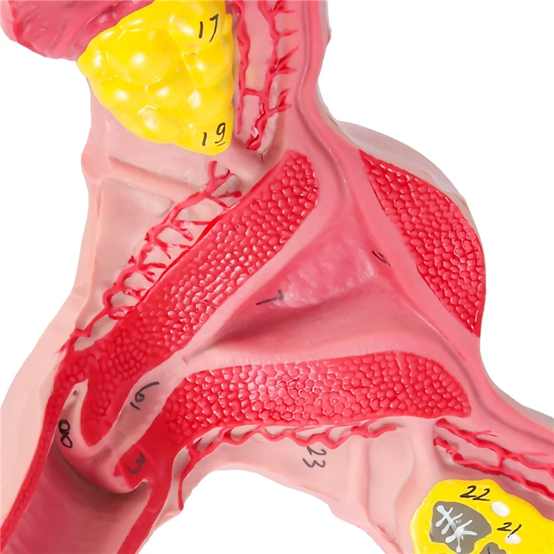 

1:1 Human Female Uterus Ovary Fallopian Tubes Model Anatomical Human Anatomy Model Teaching Tools