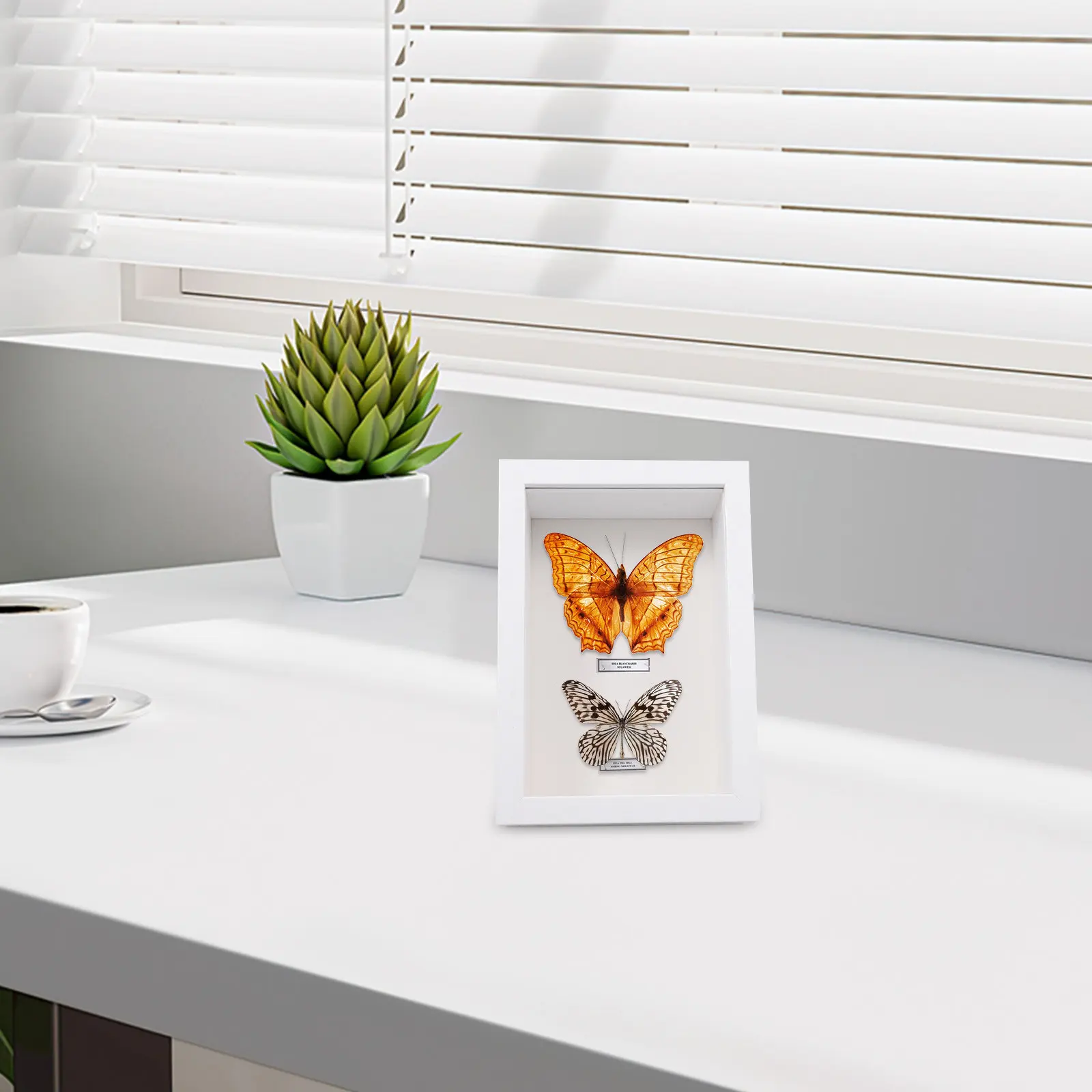 Meticulously Handmade Insect Specimen Box Rustic Wooden Display Frame with Glass Window for Butterflies Dried Flowers Photos