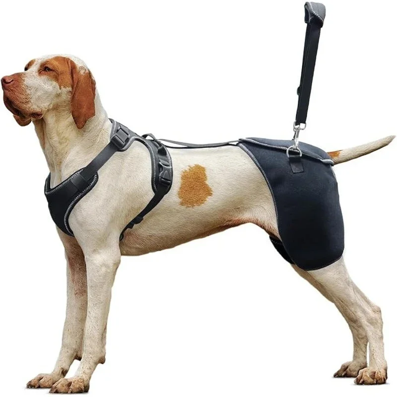

Pet dog hip knee braces are used to relieve pain and protect hip dysplasia