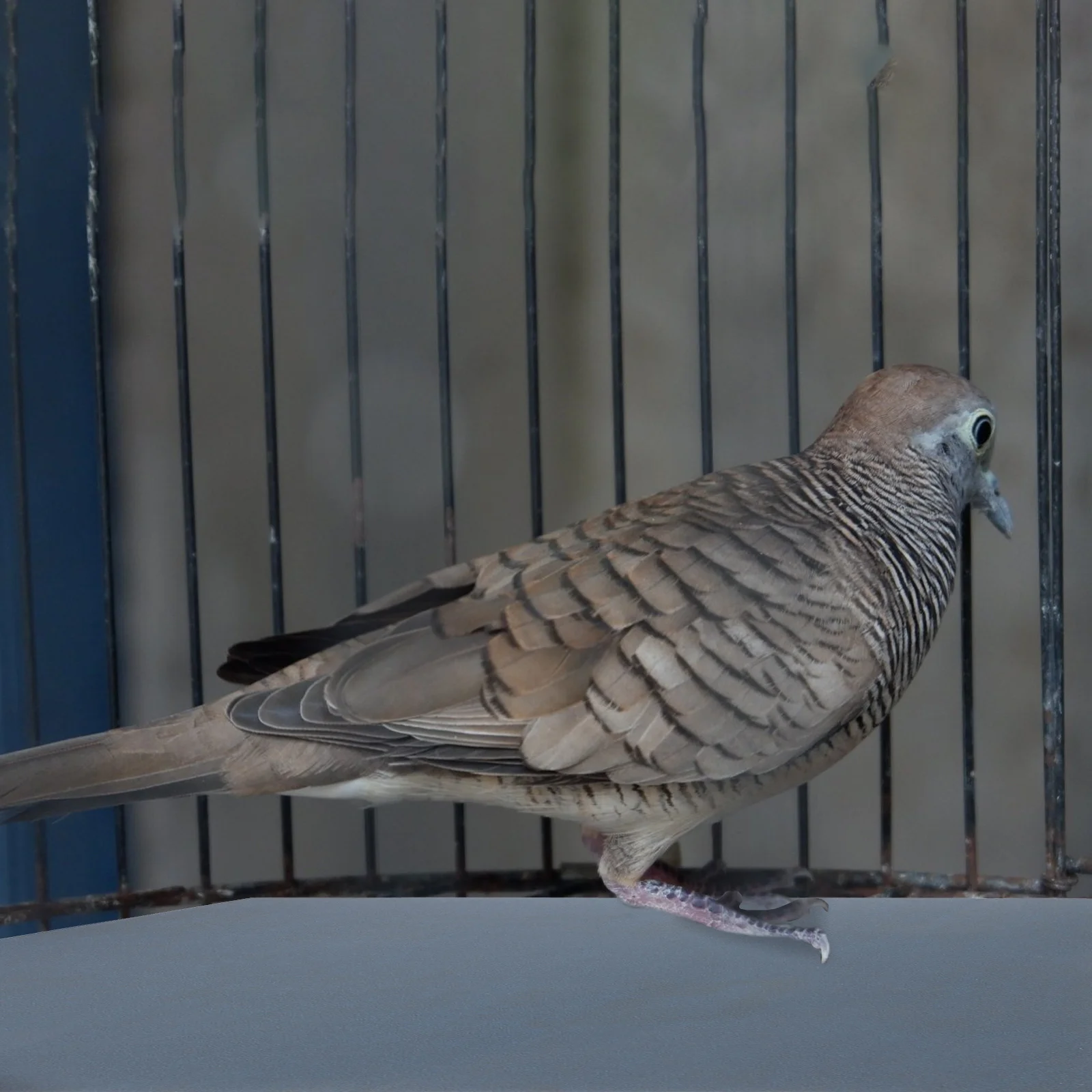 

Bird Gravel Paper Professional Cage Liner Sandpaper Wear-Resistant Parrot Pads Comfortable Trim Beak Claws Bird Cage Liner