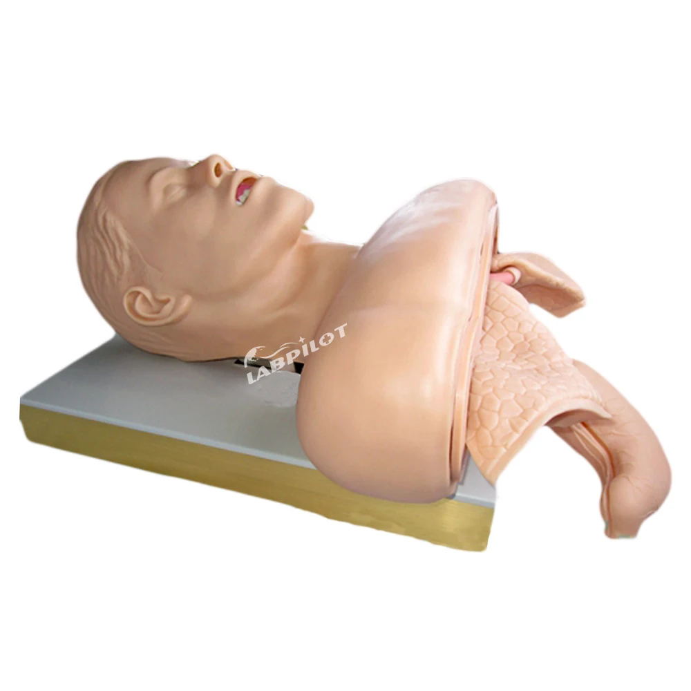 2025 Intubation Training Model with Alarm, Airway Trainer and Suction Teaching Simulator