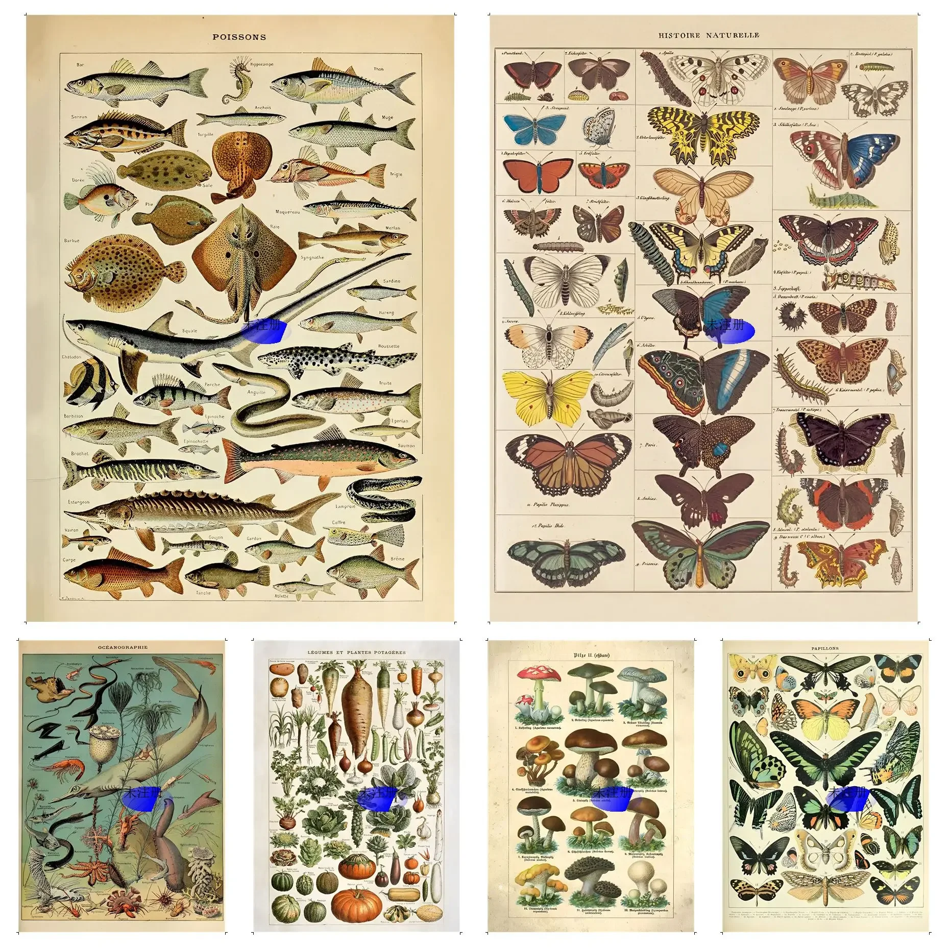 Butterfly Insect Flower Mushroom Anime Posters Sticky Vintage Room Home Bar Cafe Decor Vintage Decorative Painting