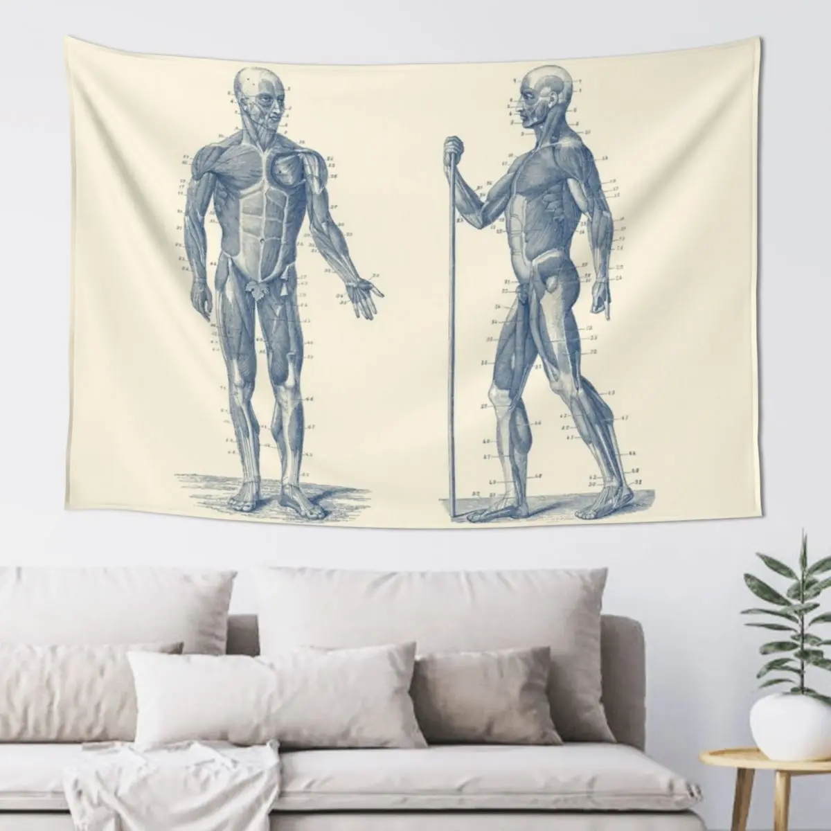 

Dual View Human Muscle System - Vintage Anatomy Tapestry Wall Decoration Cute Room Decor Decoration Pictures Room Wall Tapestry