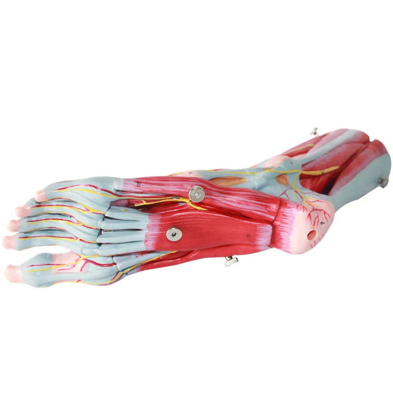 Anatomical medicine teaching tool attached to the main blood vessels and nerves of the foot muscles