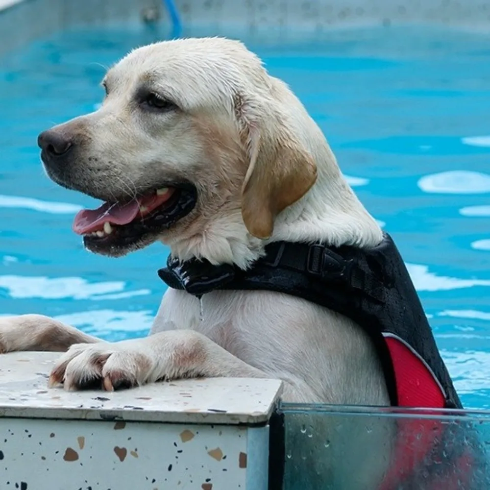 قابل للتعديل الكلب سترة نجاة عاكسة تنفس الكلب لباس سباحة تعزيز الطفو سترة سلامة الحيوانات الأليفة عطلة الصيف