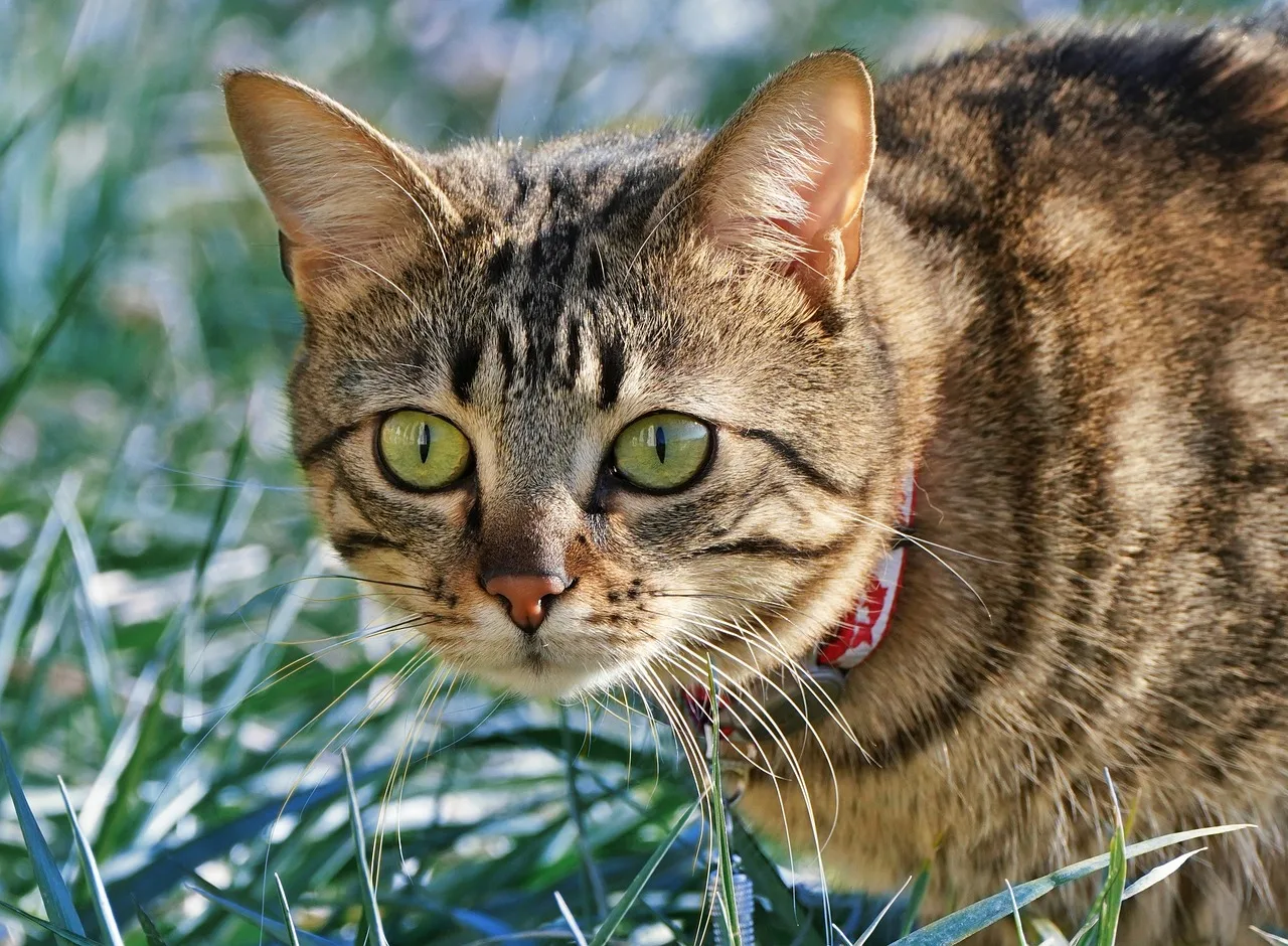 4 STUKS Plastic Beadlock 1.9 ​​in. Wielnaaf Velg voor 1/10 RC Crawler Auto Axiaal