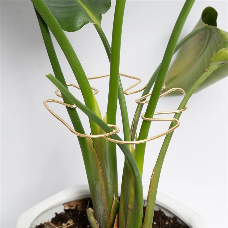 

AB15-Monstera Stem Support 5Pcs Plant Support System For Monstera & Turtle Shell Plants-Quality Leaf Clamps