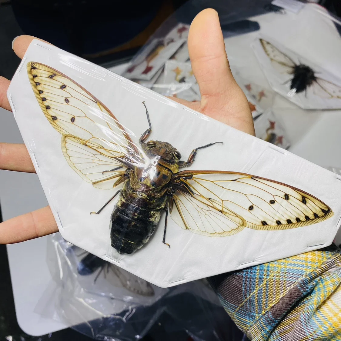 

Real Cicada Specimens Tosena Splendida Beetle Real Insect Ornaments Decorative Paintings Home Decor Sculpture Taxidermy