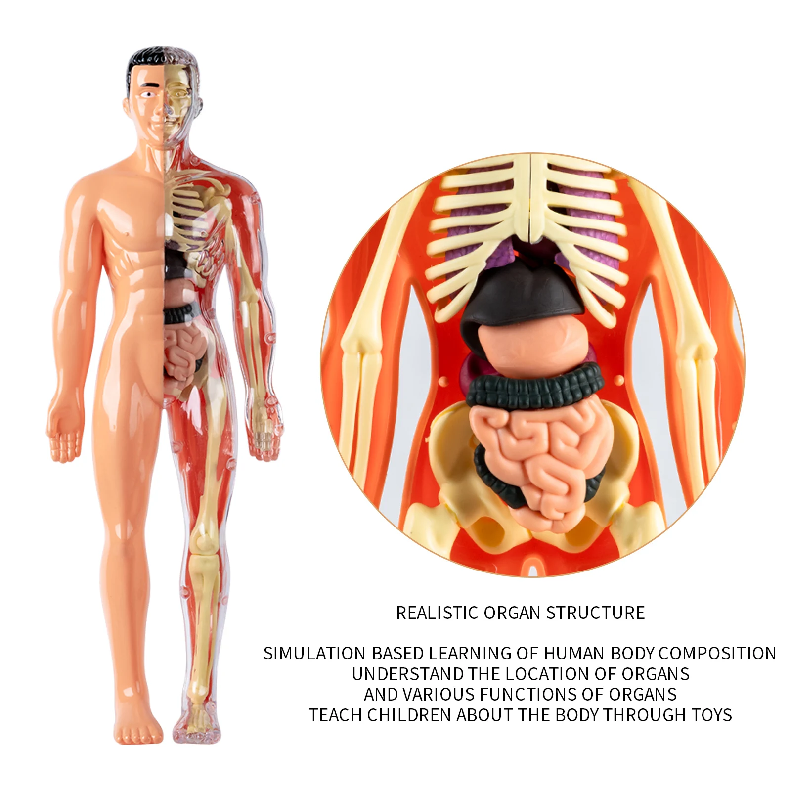 Modelo de cuerpo humano para niños, estructura de montaje desmontable, órganos de esqueleto de cuerpo completo, juguete de simulación médica de anatomía de esqueleto 3D