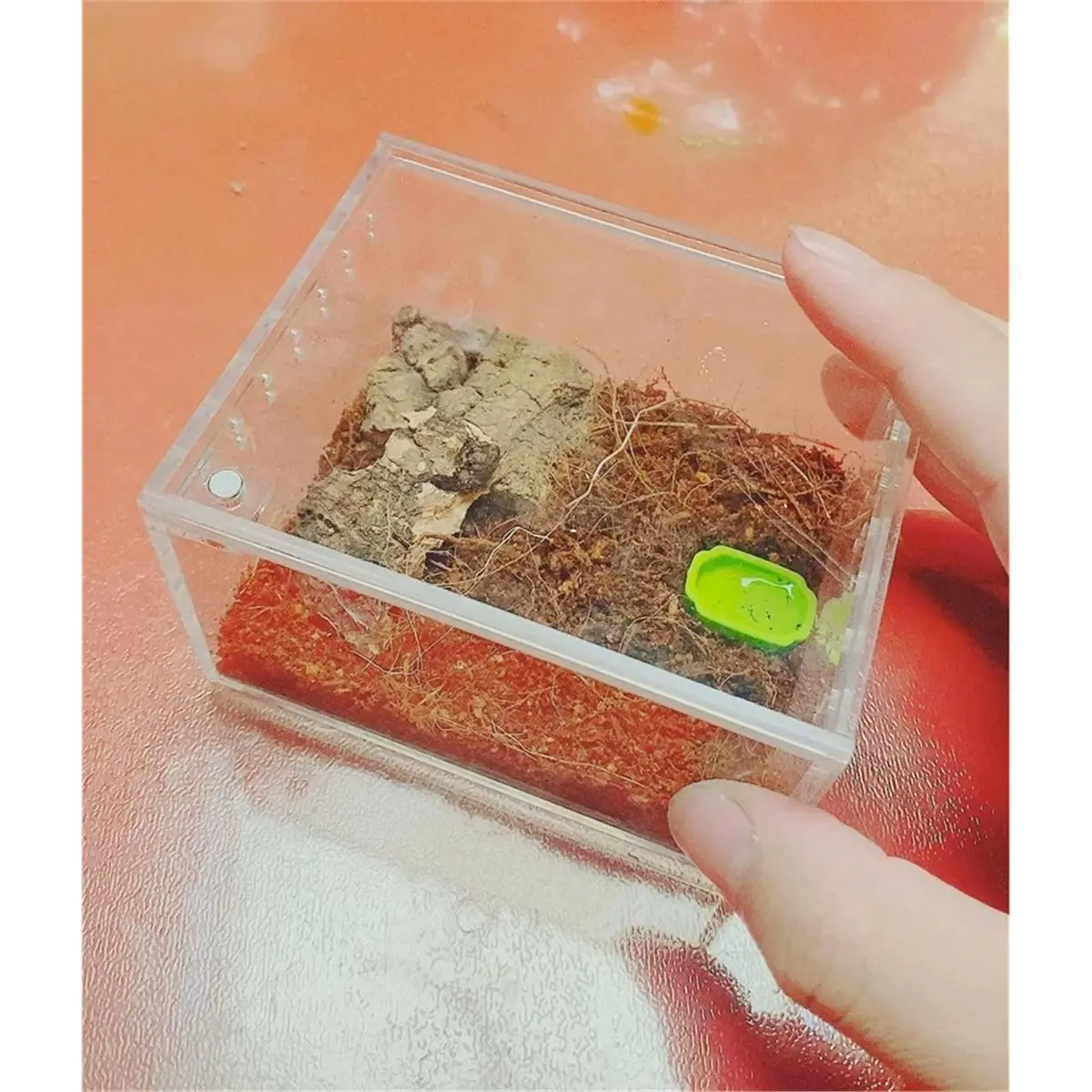 2026 New Insect Breeding Box Reptile Feeding Box, Waterproof Enclosure Enclosure for Arboreal Tarantula Sling Lizards