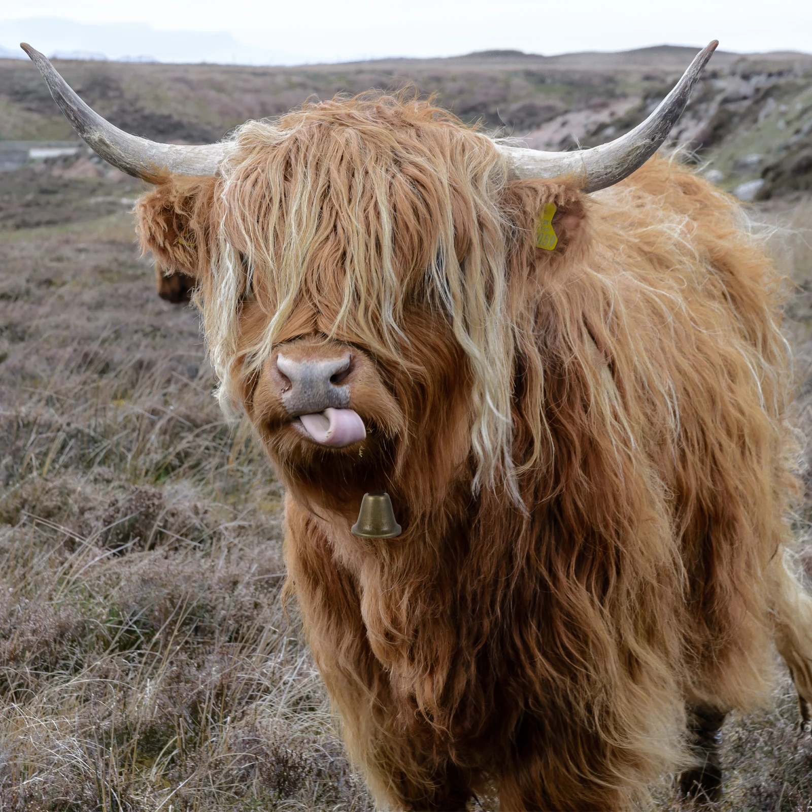 Campanas de hierro Vintage para ovejas, campanas de alarma ligeras para caballos, vacas, ganado, accesorios agrícolas antipérdida, 10 Uds.