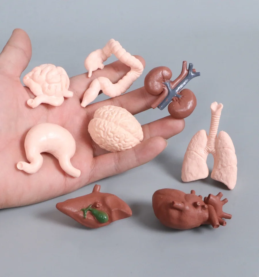 Human Organ Anatomy Model Educational Toy Set Simulation Brain Heart Liver Kidney Stomach Teaching Aids for Classroom Use