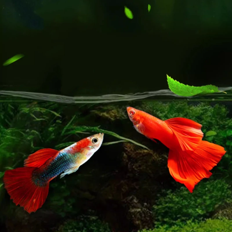 yeeb Guppy Food - Ultra-Floating Micro Pellets for Livebearers, High Protein (50%), 0.5mm Tiny Granules, Digestion-Safe Formula view 6