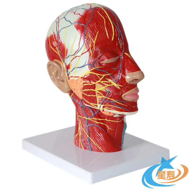 Head midline sagittal section with vascular and neural model Head anatomical model Brain model