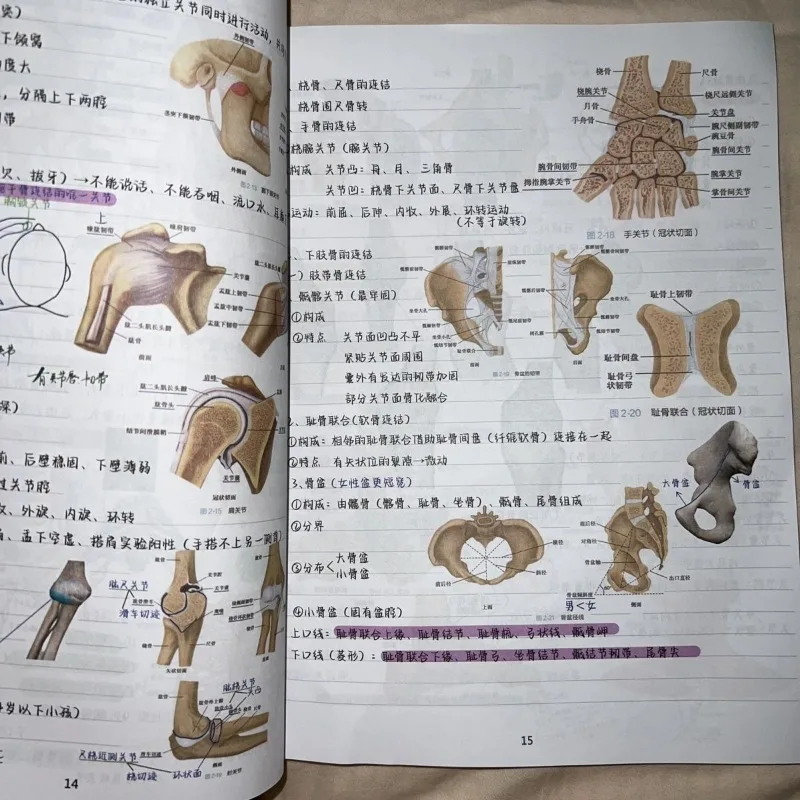 Systematic Anatomy Study Notebook Color Revision Guide Huo Kun Medical Student Reference Art Painting Medical Students Chinese