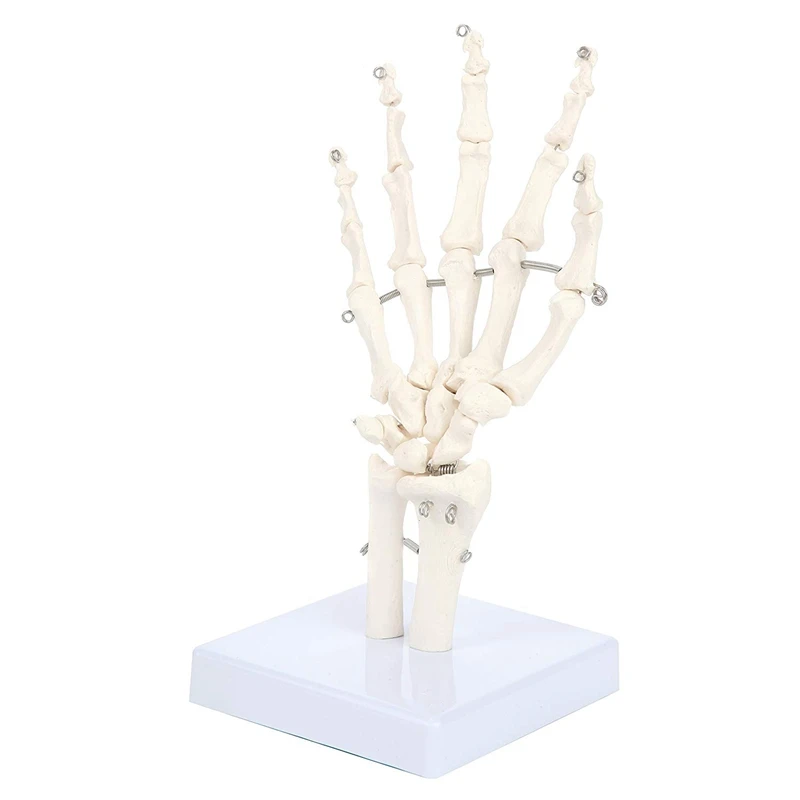 A34M-نموذج مفصل اليد البشرية نموذج الهيكل العظمي التشريحي أداة دراسة التشريح البشري