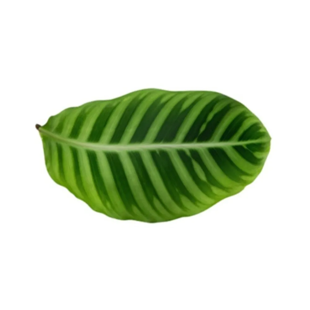 Diatom Mud Material Diatomite Floor Mat Green Leaf Pattern Slip Resistant Base Bathroom Foot Rug Easy To Clean
