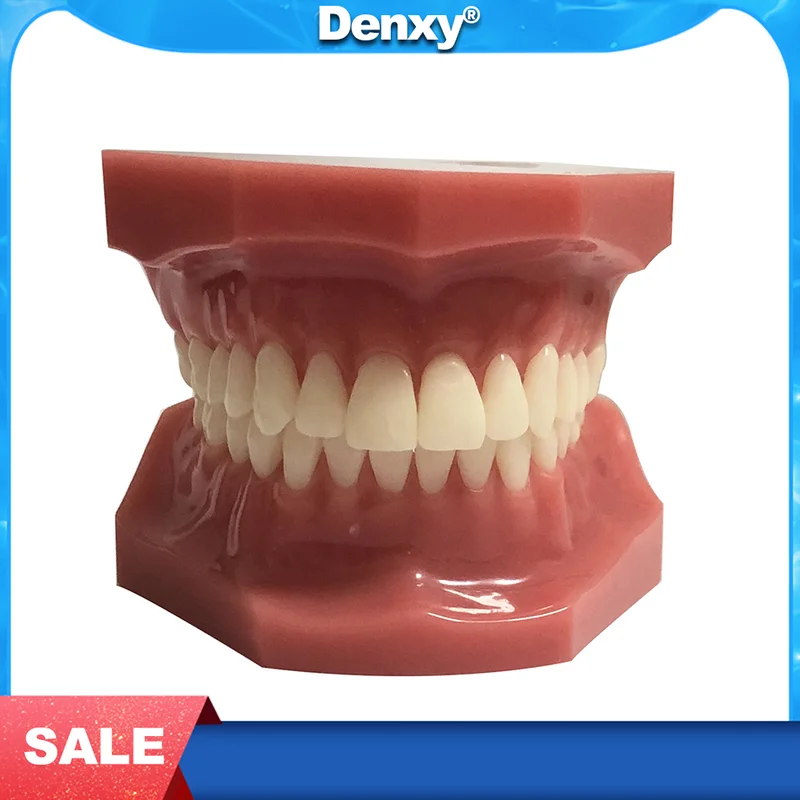 

High Quality Resin Orthodontic Teeth Model Dental Disease Teaching Model New Dentist Traning In The School Dental Typodont