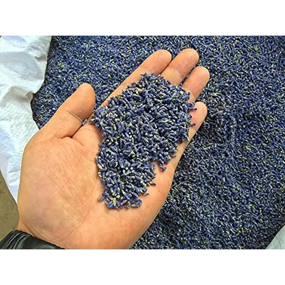 Natural Dried Lavender Buds Wholesale Ultra Blue Grade Wedding Party Crafts 5LB Fragrant Potpourri Sachets Herbal Bath Dream