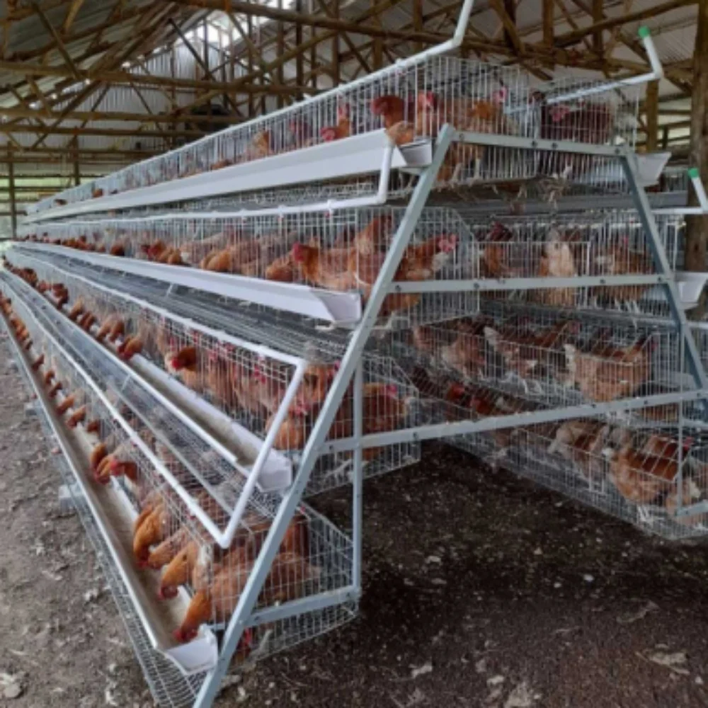 3/4/5 Tiers A-Type Battery Chicken Layer Cage with Manure Removal and Feeding System for Capacity 96/120/128/160 Birds Equipment