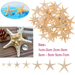 5/25/50 Uds Mini concha de estrella de mar decoración artesanal estrellas de mar DIY cabaña de playa decoración de boda conchas de mar fiesta concha de mar