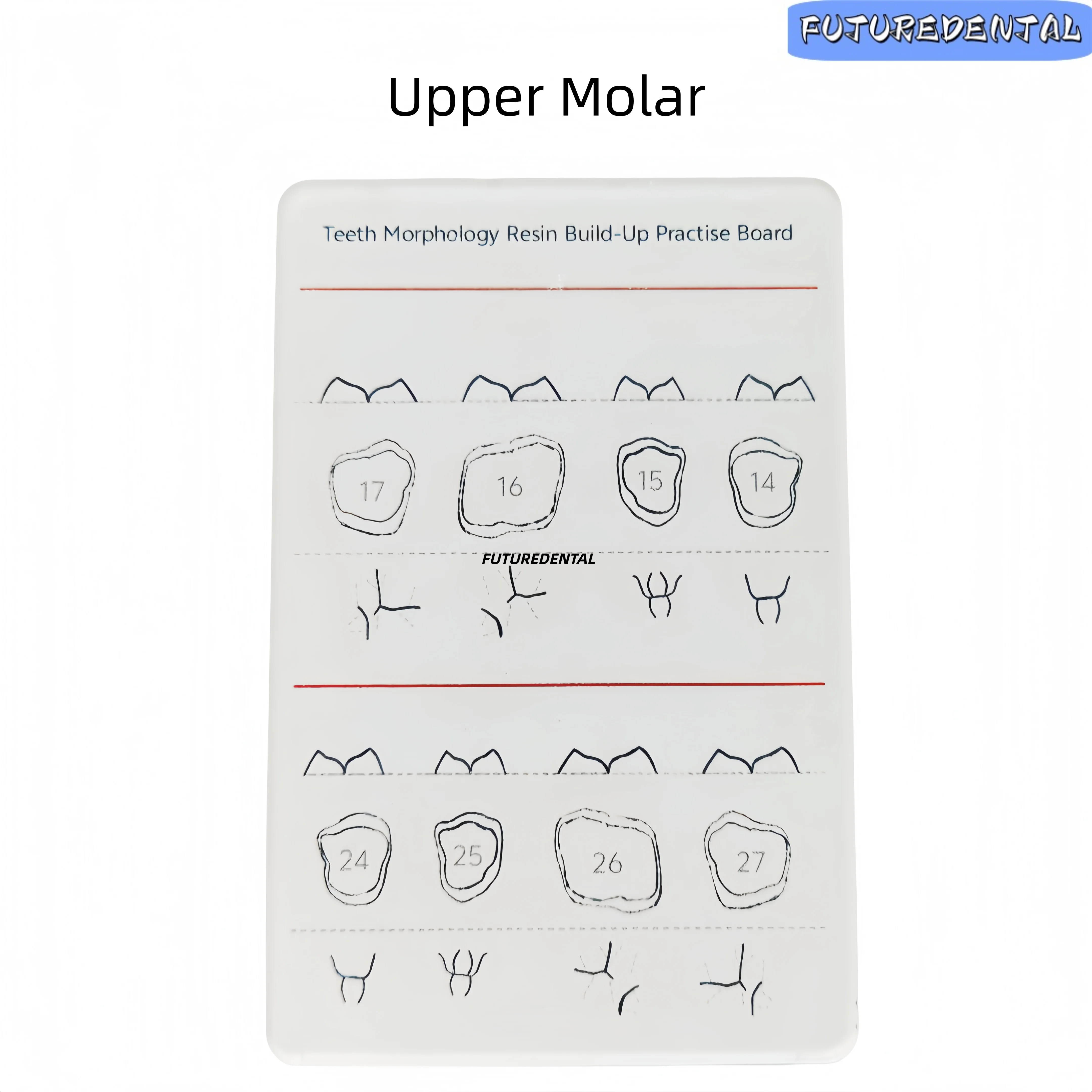 Dental Resin Build-Up Practice Board Set Transparent Teeth Morphology Training Plate for Anterior & Posterior Caries Simulation