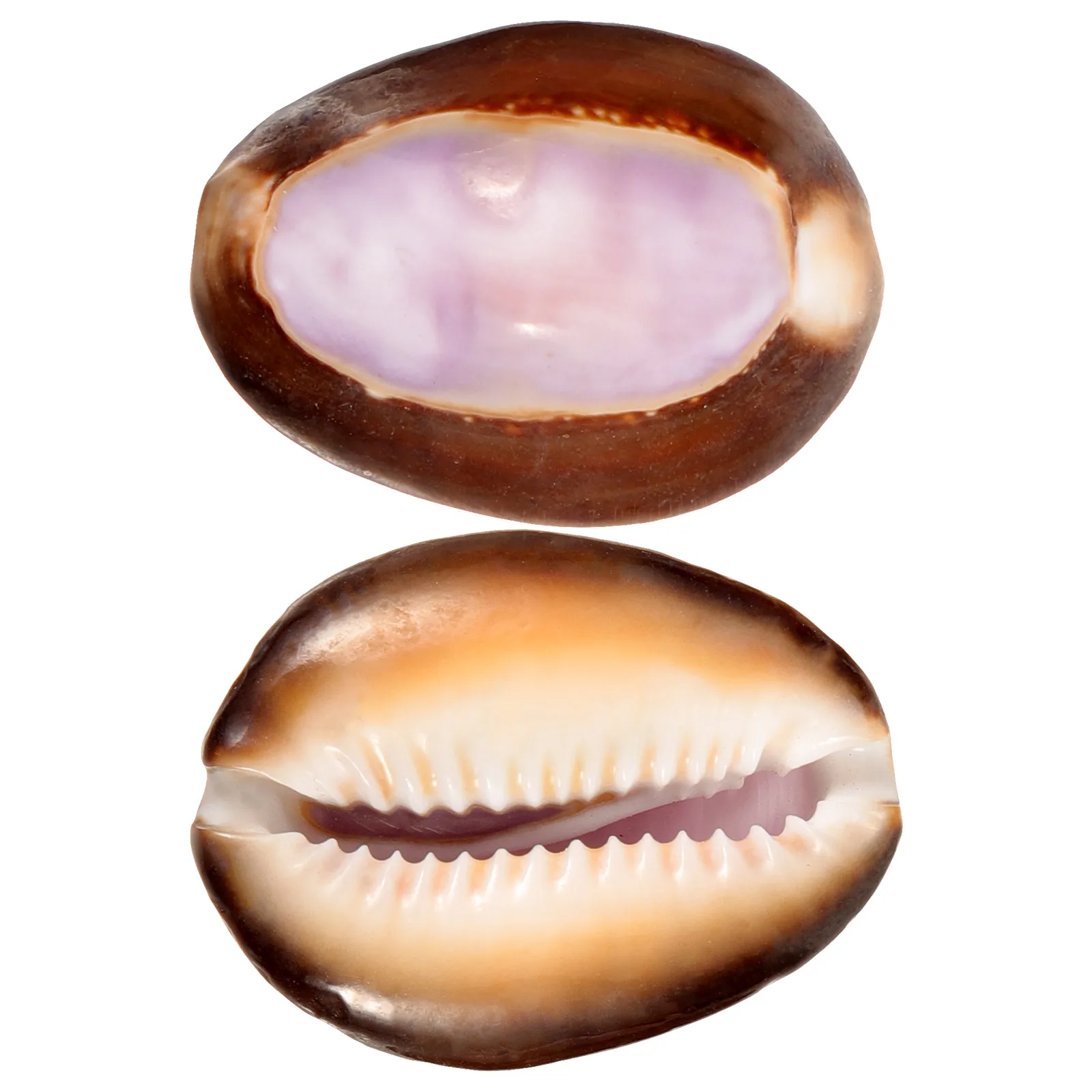 

2 Pcs Natural Purple Heart Conch Shells 3cm Decorative Specimen Bedroom Aquarium L DIY Fish Tank Terrarium Garden nament