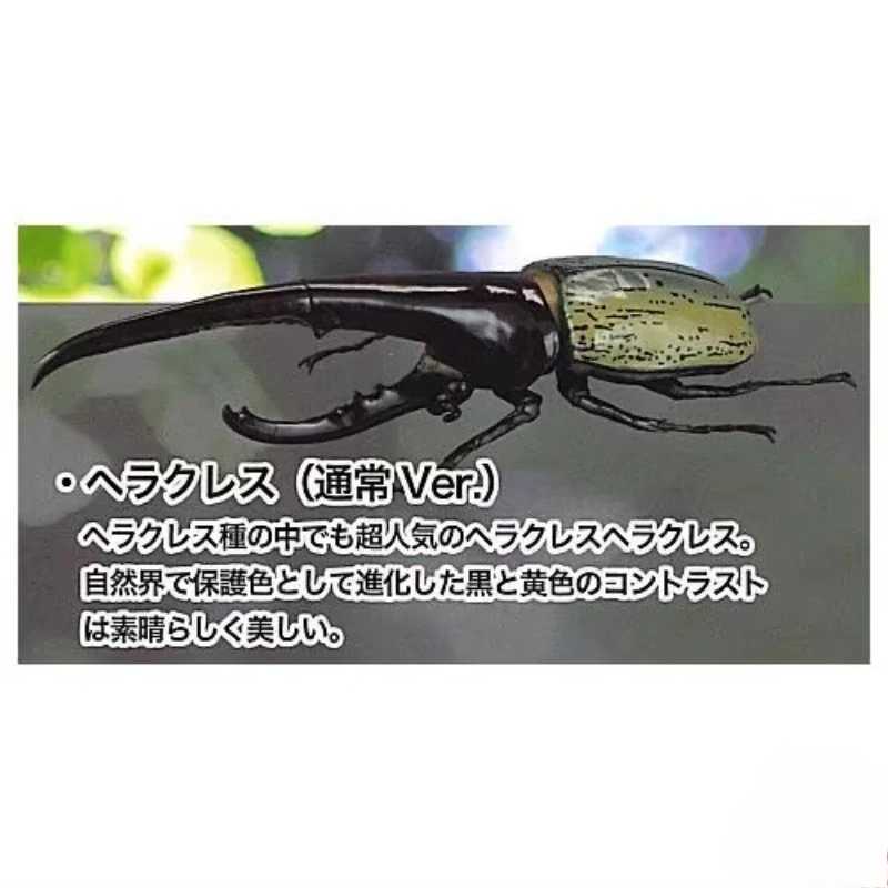 ญี่ปุ่นแท้ SOTA Gashapon แคปซูลของเล่น Hercules ด้วงแรดด้วงแมลงตัวเลขของเล่นเครื่องประดับเด็กของขวัญ