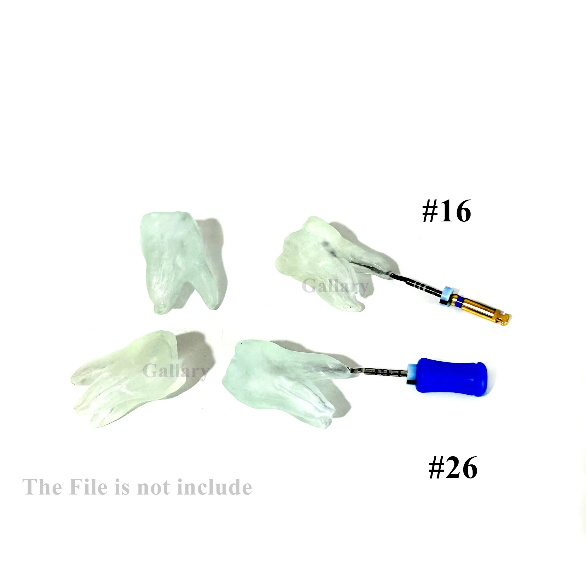 

Стоматологический молярный зуб, модель пульпы корневого канала, Apical Dental File, модель #16 #26