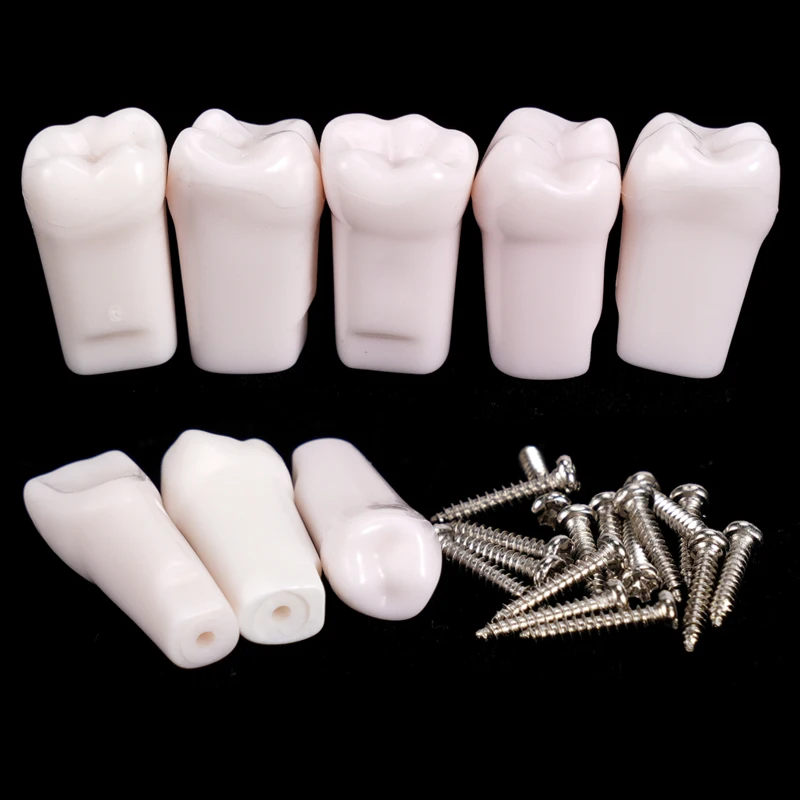

10 шт., модель зубов Typodont, съемный индивидуальный ввинчивающийся зуб из смолы, зуб для практики протезов для обучения зубами