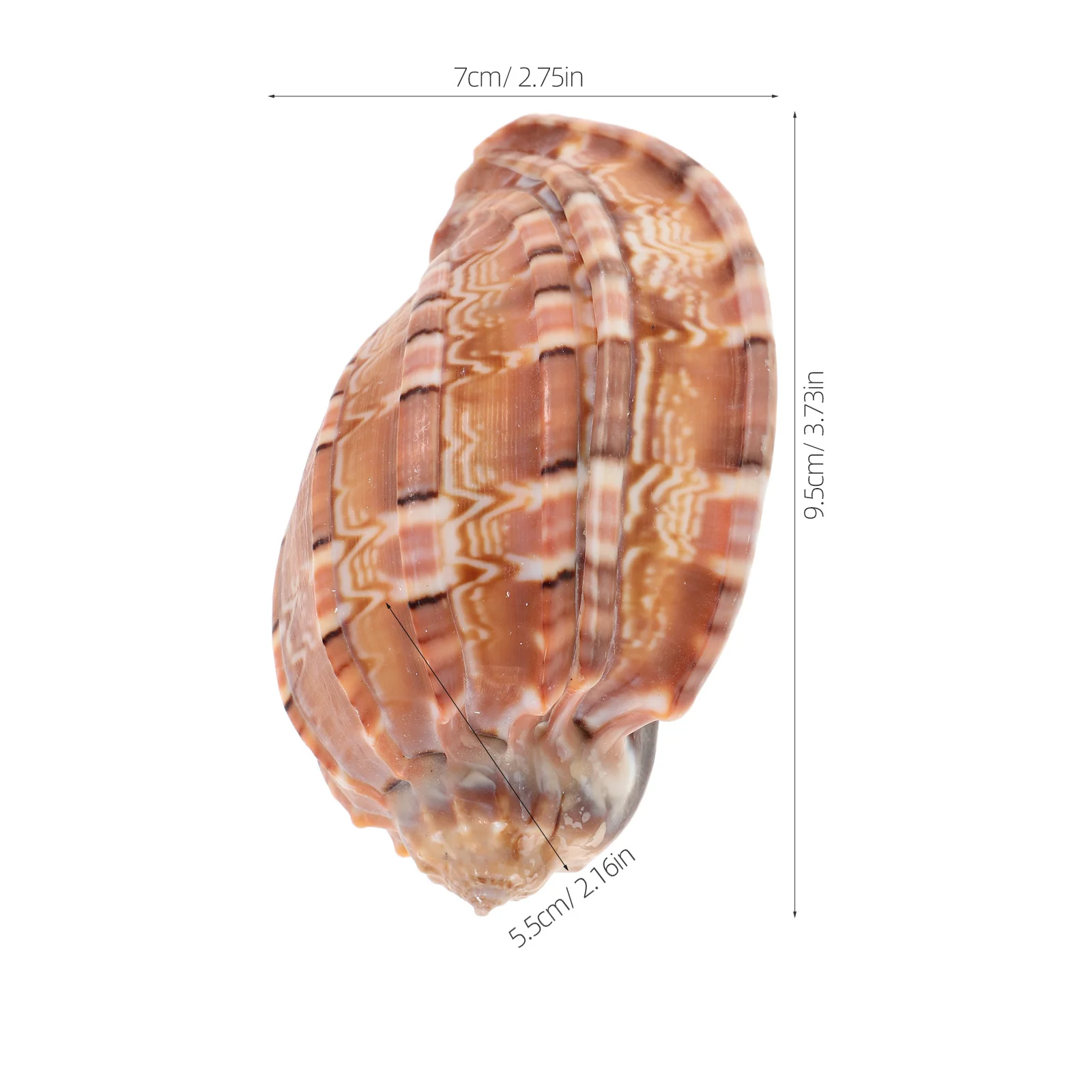 15 قطعة قذائف محارة طبيعية ملونة صدف حوض السمك ديكور خزان الأسماك الديكور الشاطئ موضوع الحرف زهرية حشو #3