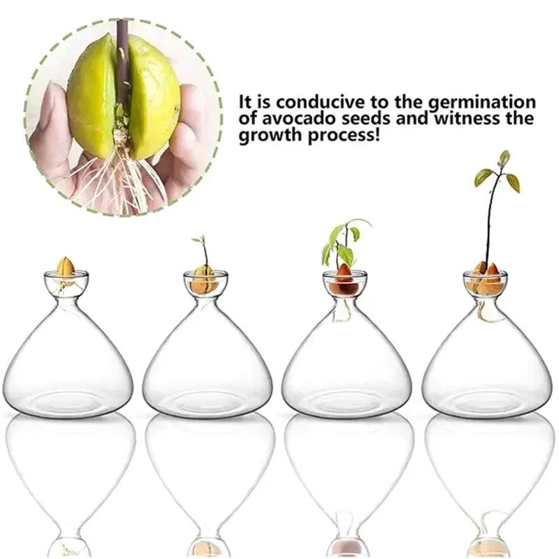 Avocado Seed Starter Vase Transparent Glass Vase Vase For Growing Plant Glass Seed Growing Kit For Gardening Lovers