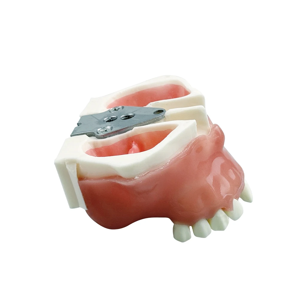 Dental Implant Practice Model Maxillary Sinus Lifting Imitation Bone Teaching Resin Model with Magnet