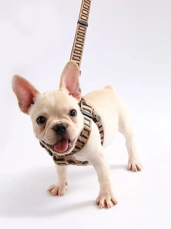

Fashion Luxury Dog Leash Patterned Dog Harness Luxury Dog Collar And Leash Harness Works with Small Medium Dogs Jogging Pug