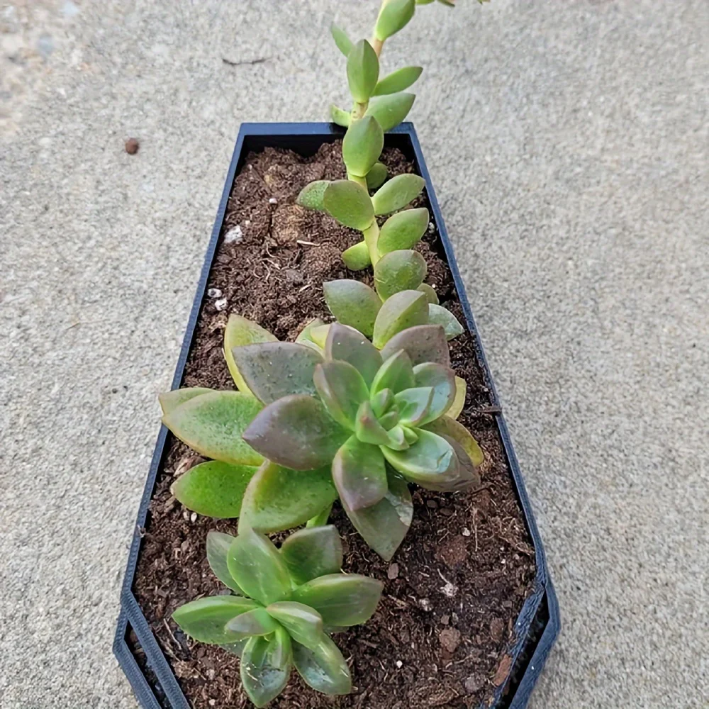 Coffin Planter | Coffin Planter with Drainage |Goth Decor | Cottagecore | Succulent Pot | Halloween Decor