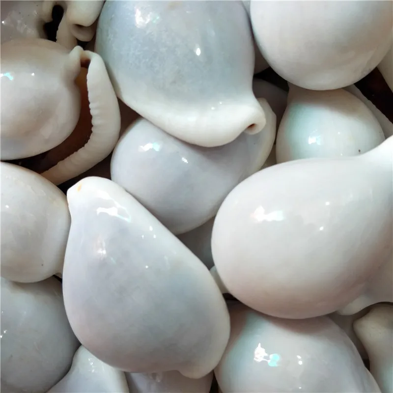 Natural conch and shell Fish tank weddingdiy Creative home decoration White Rabbit snail Sea rabbit snail